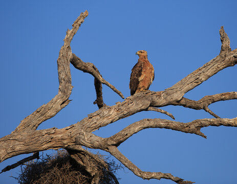 Tawny Eagle perched on a dead wood tree, with clear blue sky background