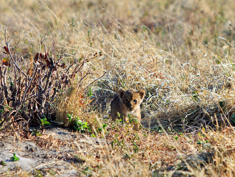 An adorable tiny 6 week old cub walking through the dry yellow savannah in Hwange National Park, Zimbabwe