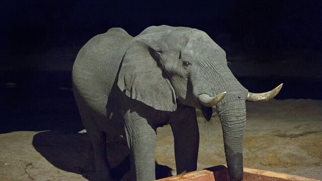 Close up of an African Elephant drinking from camp pool at night, there is some noise visible due to low light, he has very good unbroken tusks. Nehimba, Hwange National Park, Zimbabwe