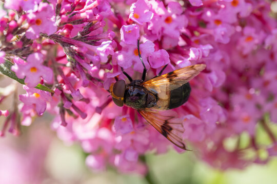 Hoverfly species feeding on a pink buddleja flower.