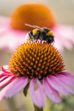 Bumblebee on the central disc of a flower with pink petals.