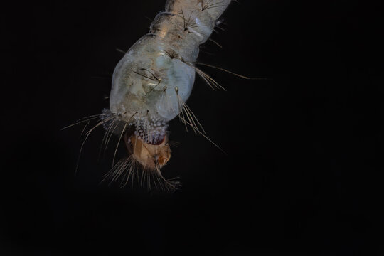 Head of a mosquito larva hanging below the water surface.