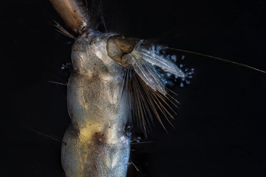 Posterior end of a mosquito larva tail.