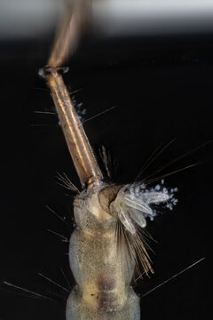 Posterior end of a mosquito larva tail.