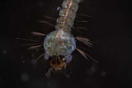 Head of a mosquito larva hanging below the water surface.