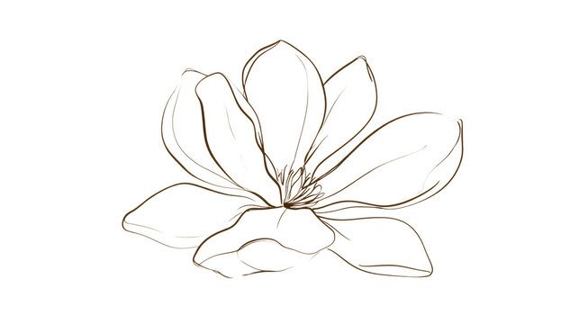 illustration of a magnolia flower with large petals