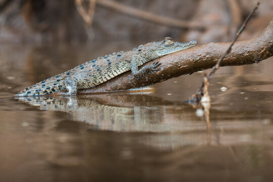 Juvenile crocodile resting on a submerged branch