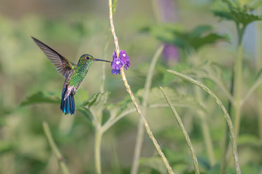 Hummingbird hovering extracting nectar from purple flower. Wildlife