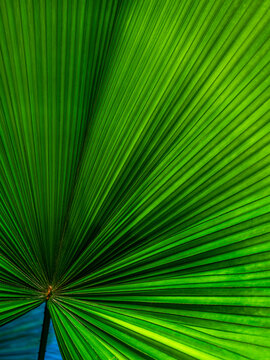Close up of Palm Leaf Showing Texture and Lines