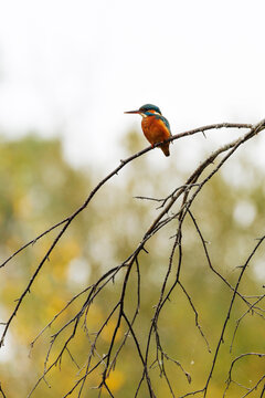 Martin-p&ecirc;cheur d'Europe perch&eacute; sur une branche dans un environnement naturel. Cet oiseau aux couleurs vives observe son environnement depuis un perchoir au-dessus de l'eau